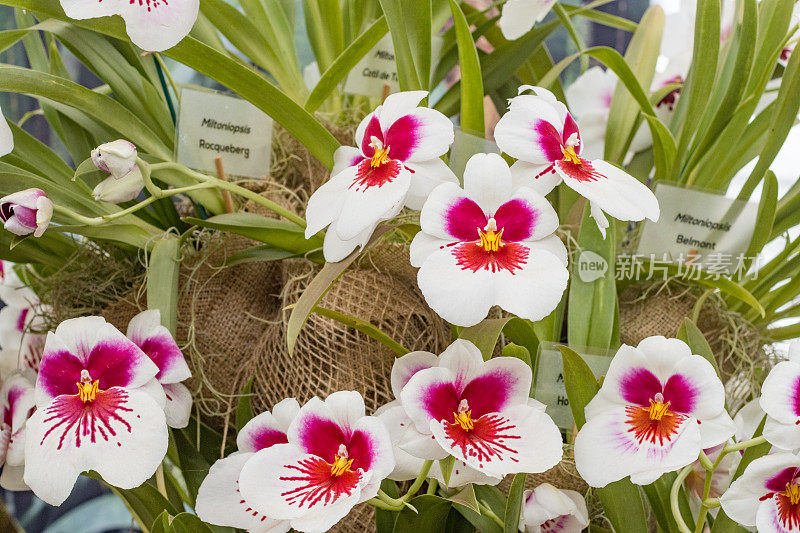 Miltoniopsis Hourettes在英国伦敦的“艾萨克山”